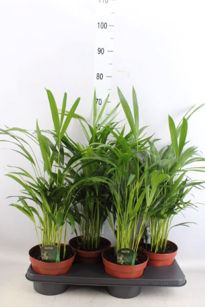 House Plants - Dypsis Lutscens - Areca Palm - Image 14