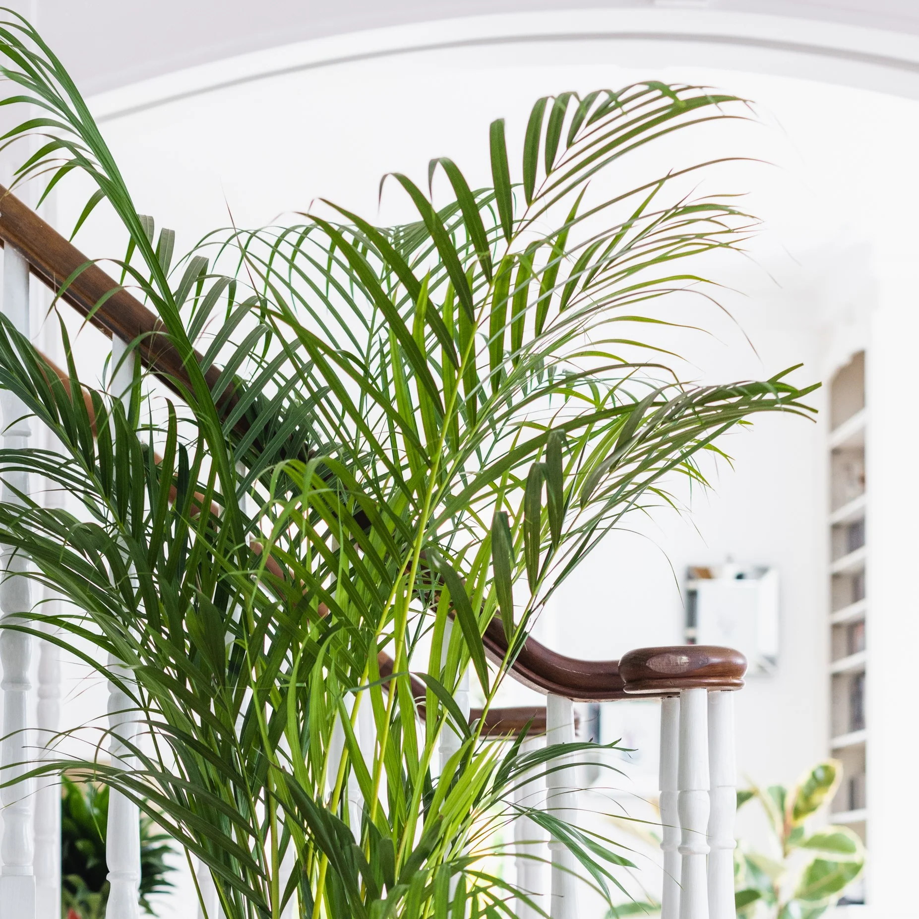 House Plants - Dypsis Lutscens - Areca Palm - Image 3
