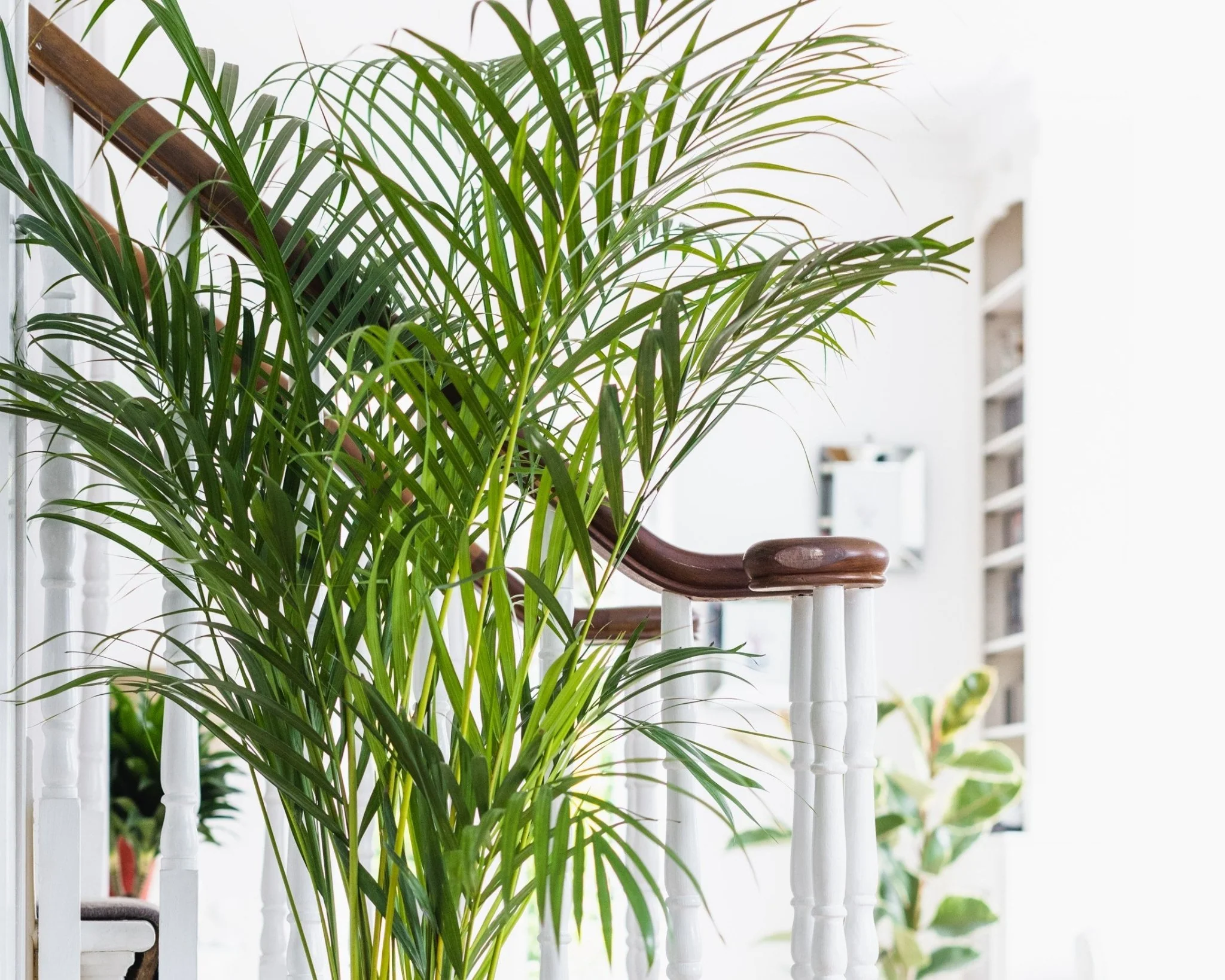 House Plants - Dypsis Lutscens - Areca Palm - Image 4