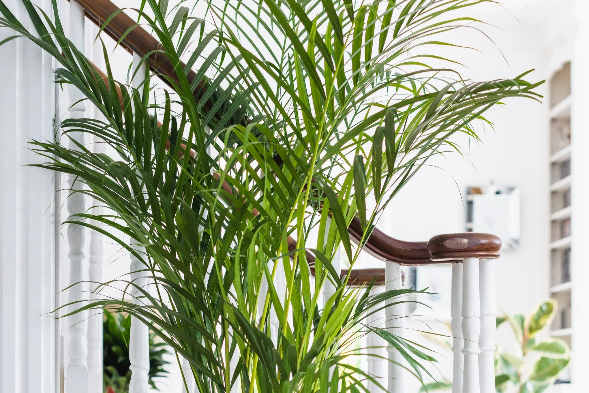 House Plants - Dypsis Lutscens - Areca Palm - Image 5