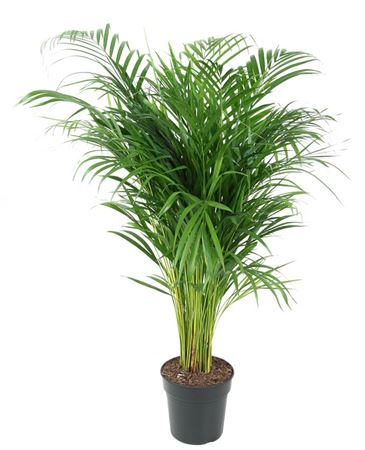House Plants - Dypsis Lutscens - Areca Palm - Image 6