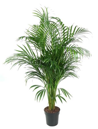 House Plants - Dypsis Lutscens - Areca Palm - Image 7