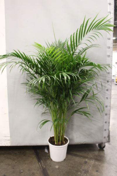 House Plants - Dypsis Lutscens - Areca Palm - Image 8