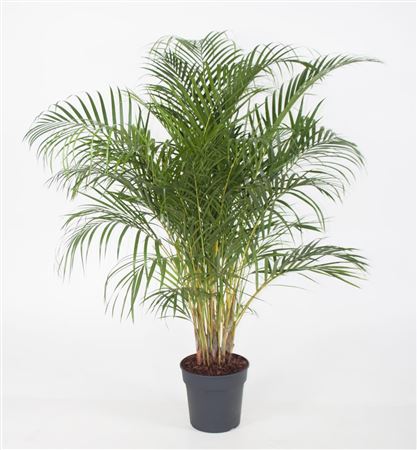 House Plants - Dypsis Lutscens - Areca Palm - Image 9
