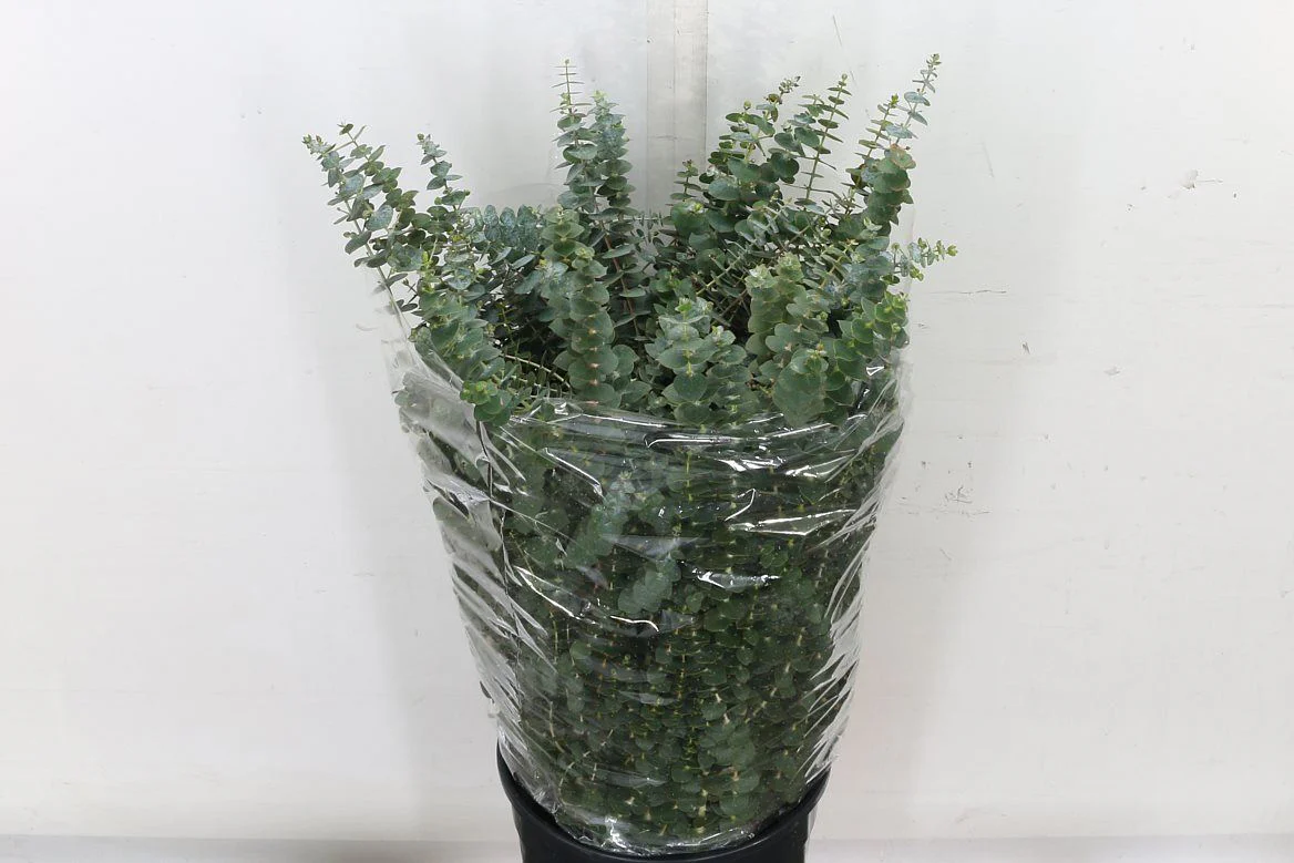 Eucalyptus Bouquets - Baby Blue - Image 3