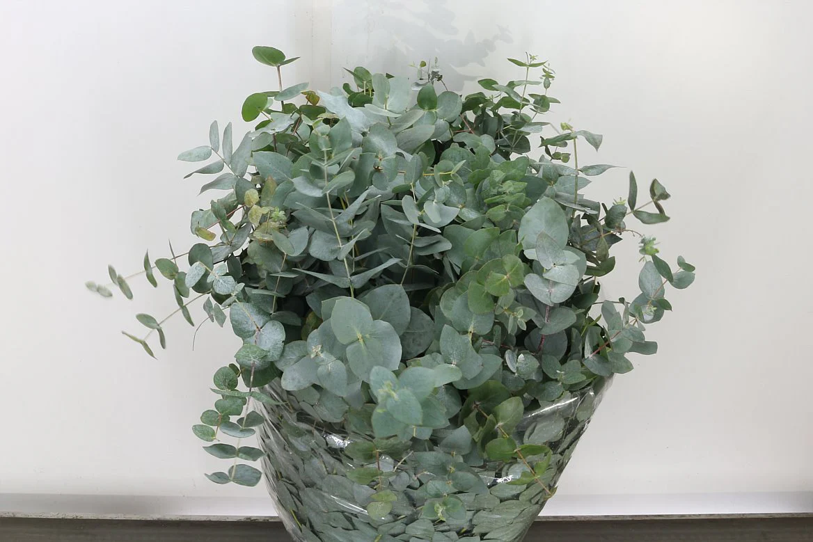 Eucalyptus Bouquets - Mixed - Image 12