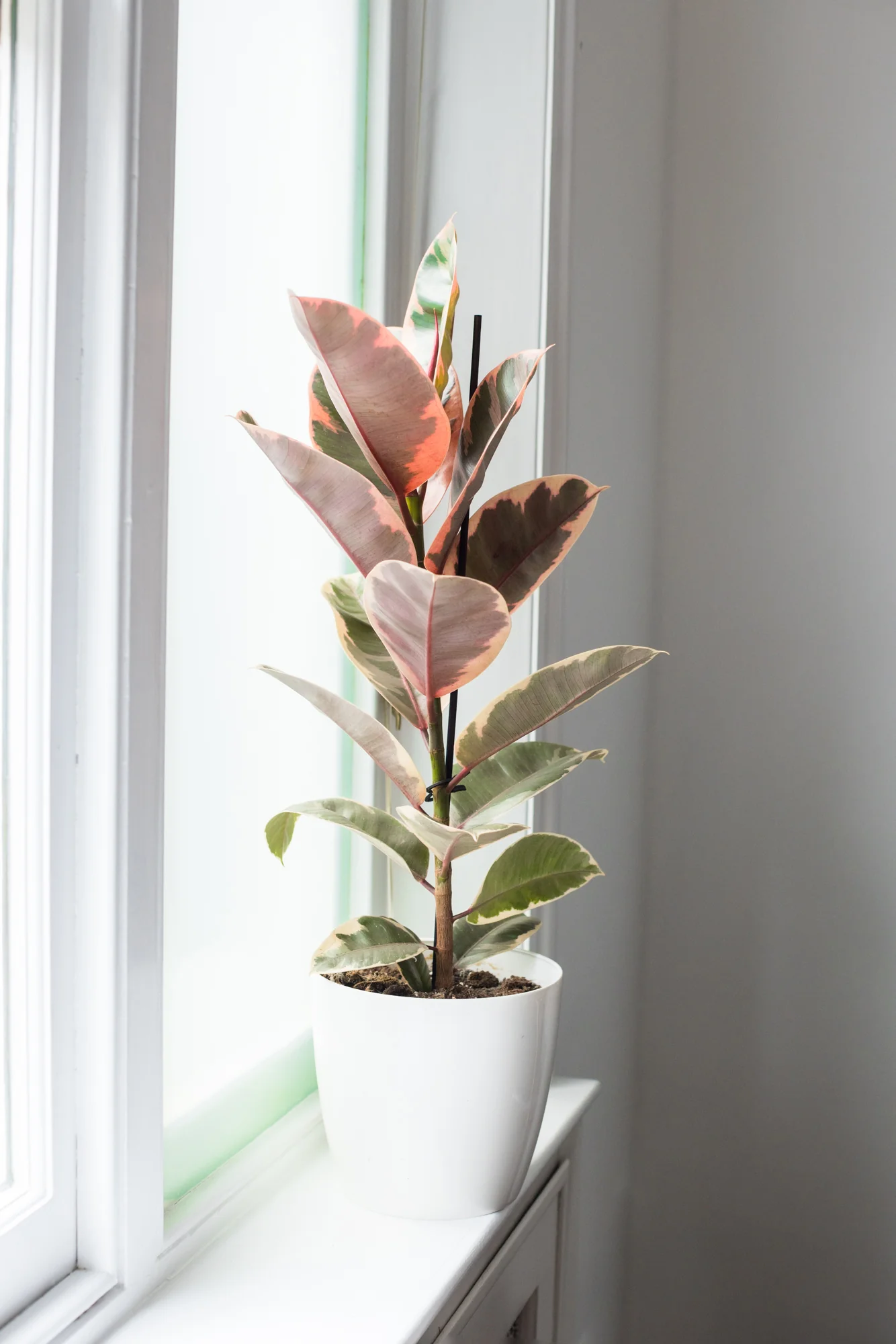 House Plants - Ficus Elastica - Belize