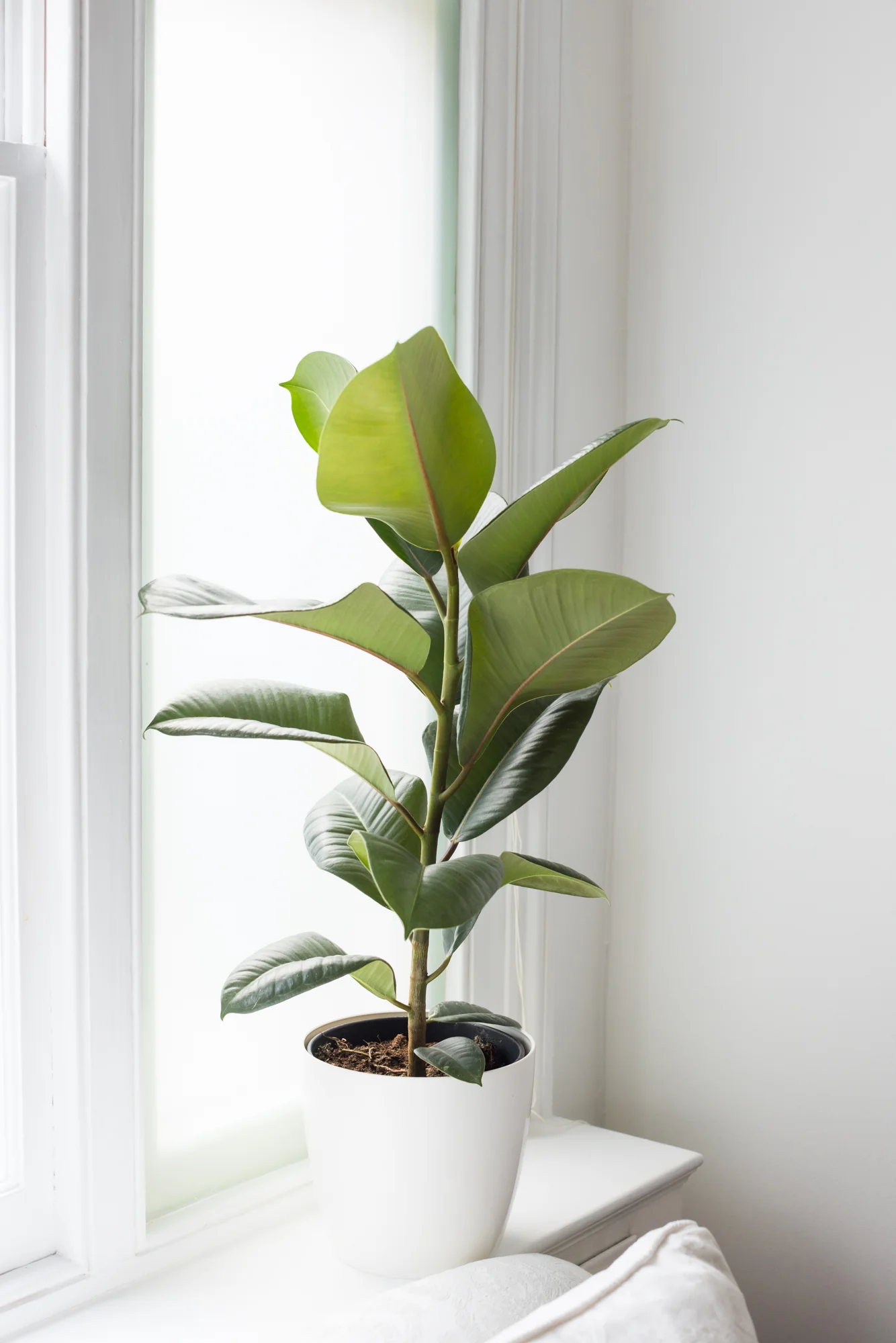 House Plants - Ficus Elastica - Robusta - Image 2