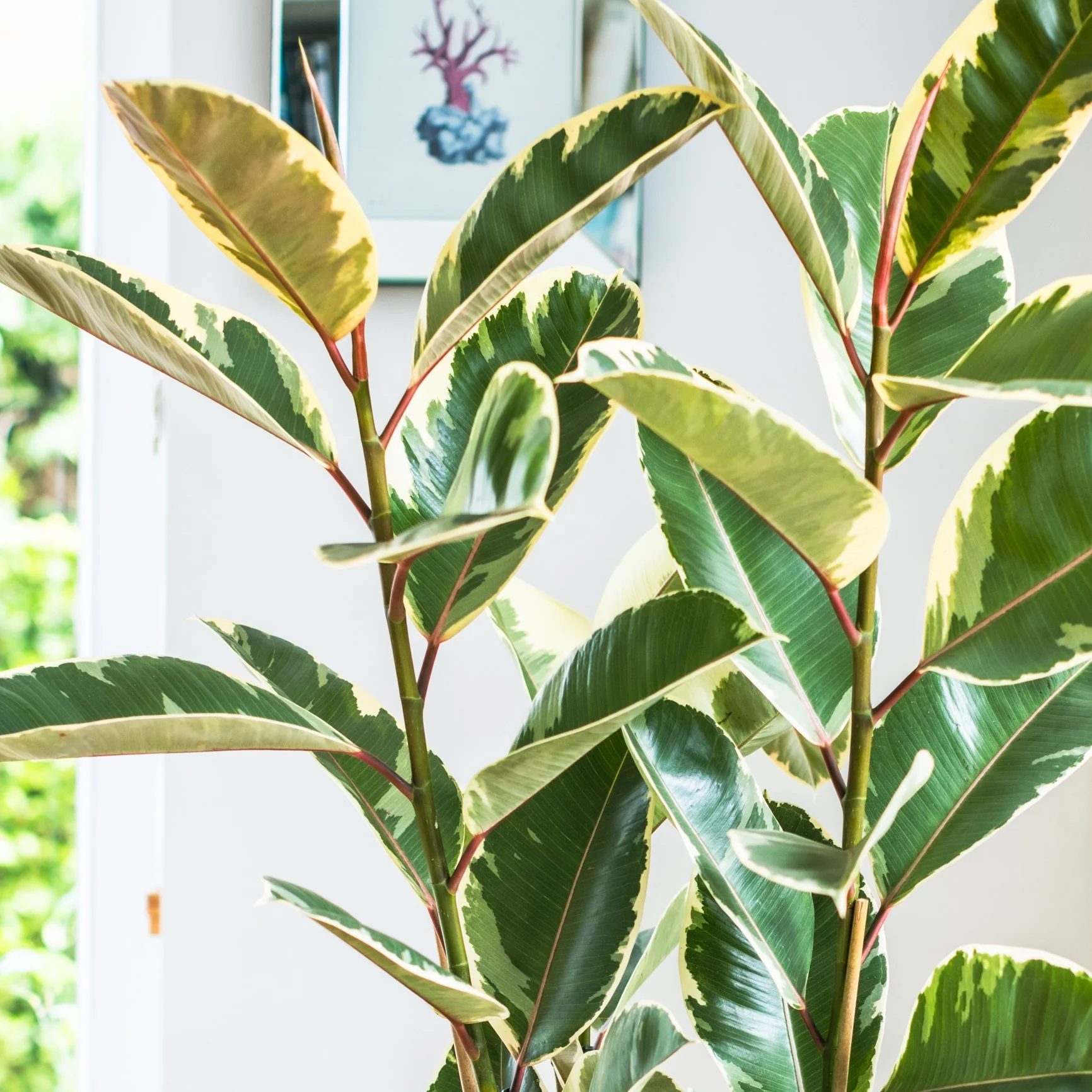 House Plants - Ficus Elastica - Tineke - Image 3
