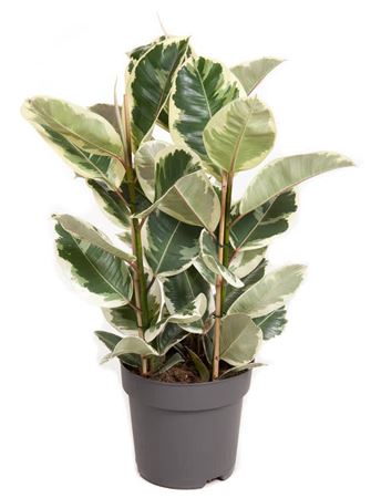 House Plants - Ficus Elastica - Tineke - Image 4