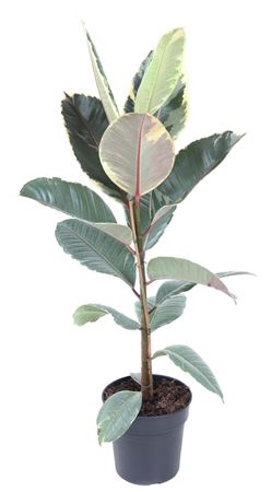 House Plants - Ficus Elastica - Tineke - Image 5