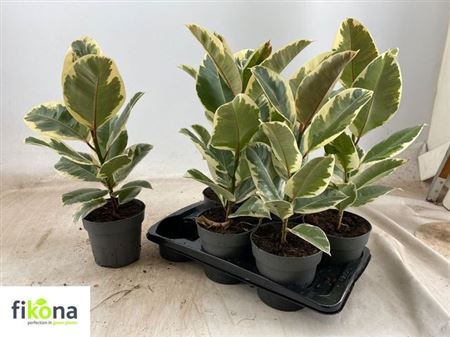 House Plants - Ficus Elastica - Tineke - Image 6