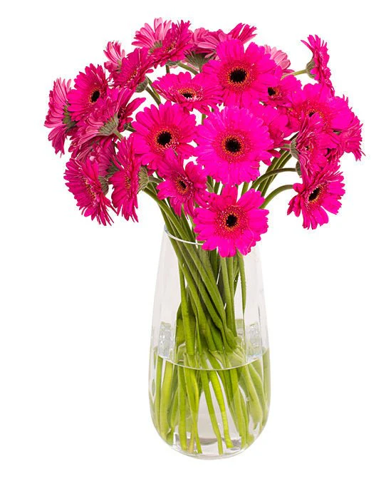Subscription Flowers - Gerbera - Image 10