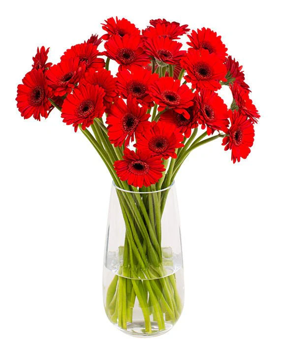 Subscription Flowers - Gerbera - Image 11