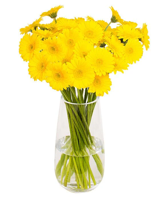 Subscription Flowers - Gerbera - Image 14