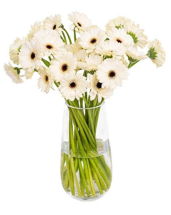 Subscription Flowers - Gerbera - Image 16