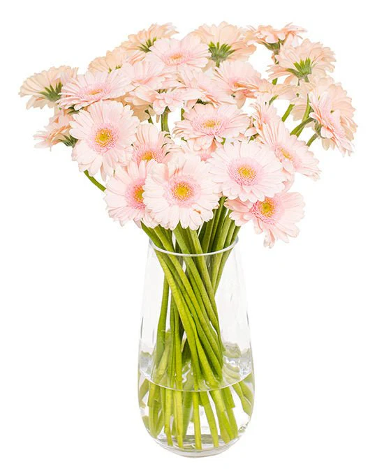 Subscription Flowers - Gerbera - Image 17
