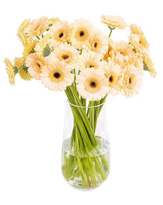 Subscription Flowers - Gerbera - Image 18