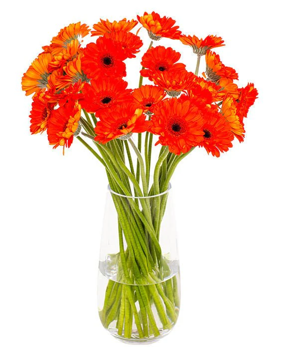 Subscription Flowers - Gerbera - Image 19