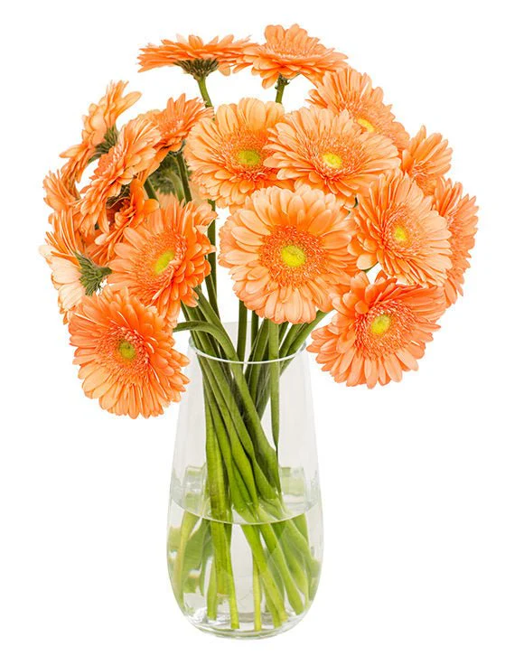 Subscription Flowers - Gerbera - Image 4