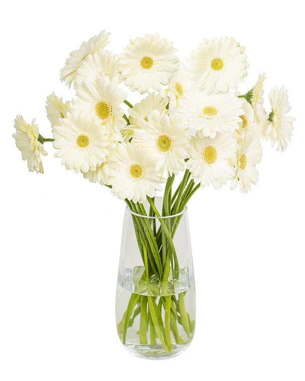 Subscription Flowers - Gerbera - Image 5