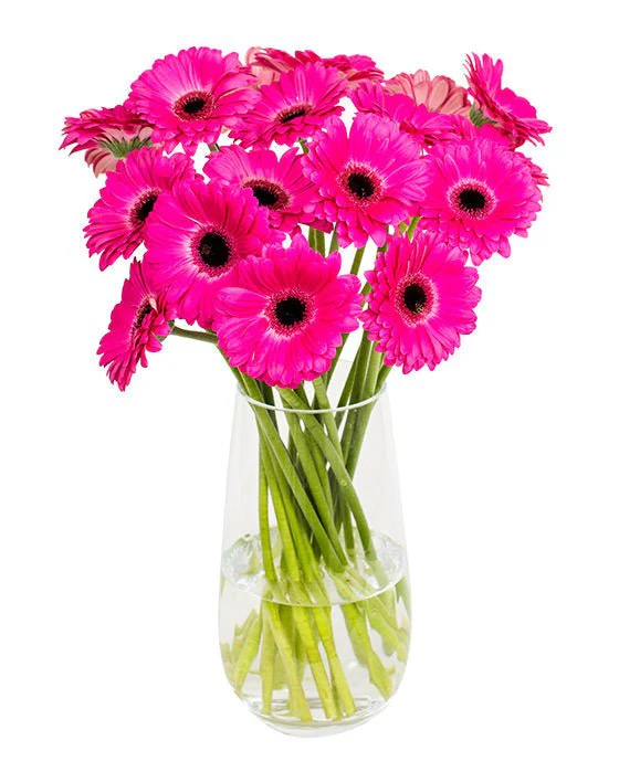 Subscription Flowers - Gerbera - Image 6