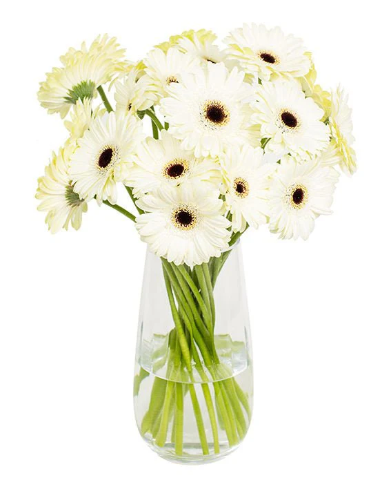 Subscription Flowers - Gerbera - Image 8