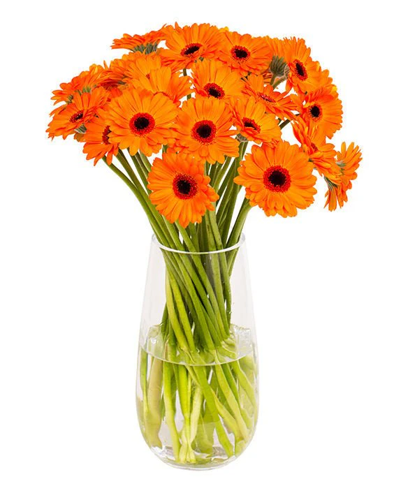 Subscription Flowers - Gerbera - Image 9