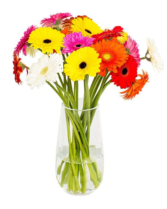 Gerbera Mini - Mixed Colours