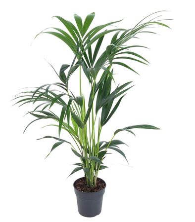 House Plants - Howea Forsteriana - Kentia Palm - Image 3