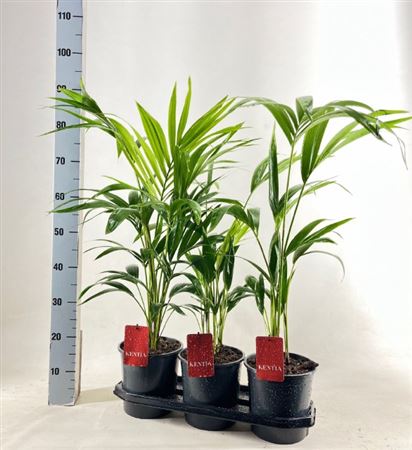 House Plants - Howea Forsteriana - Kentia Palm - Image 4