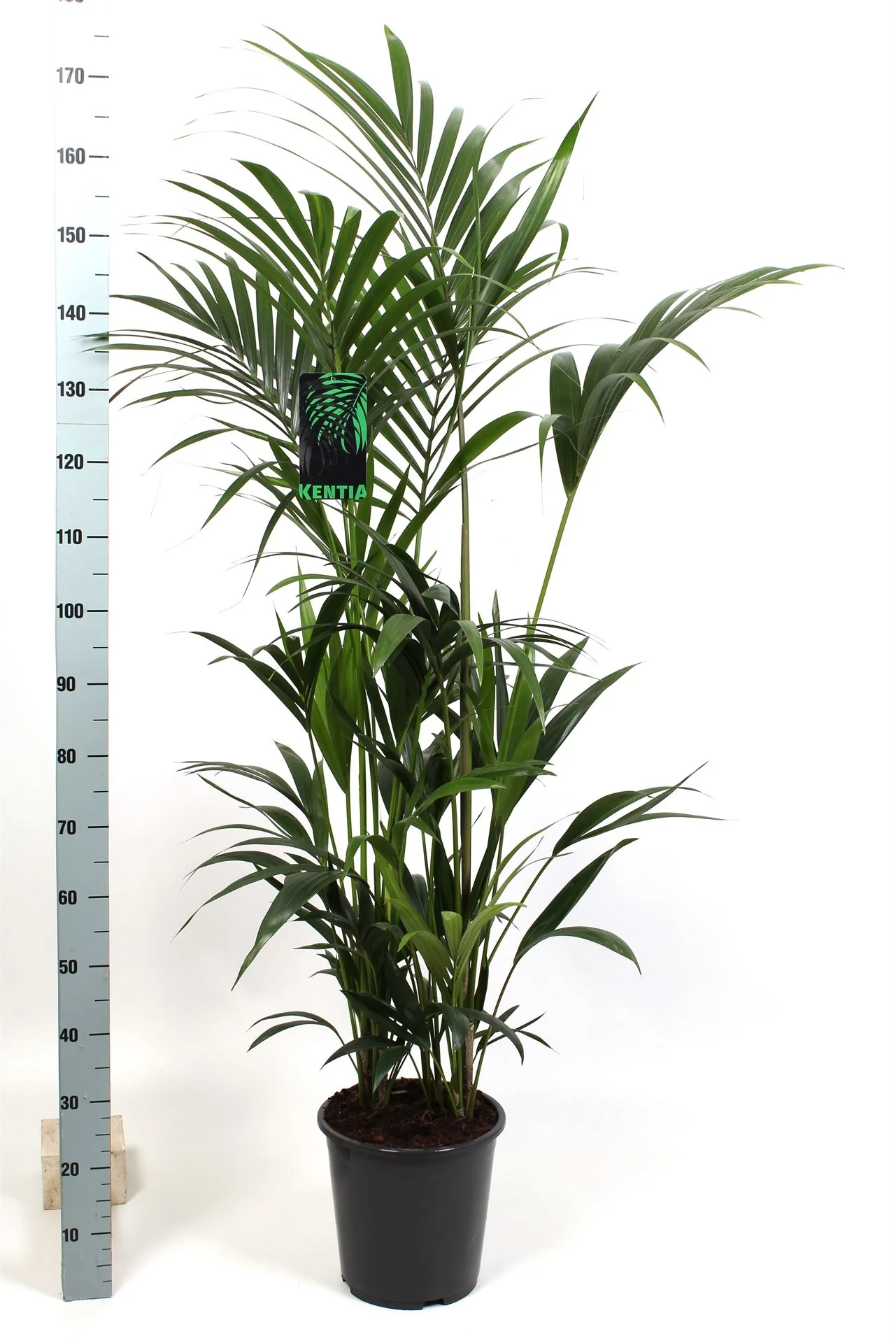 House Plants - Howea Forsteriana - Kentia Palm - Image 5