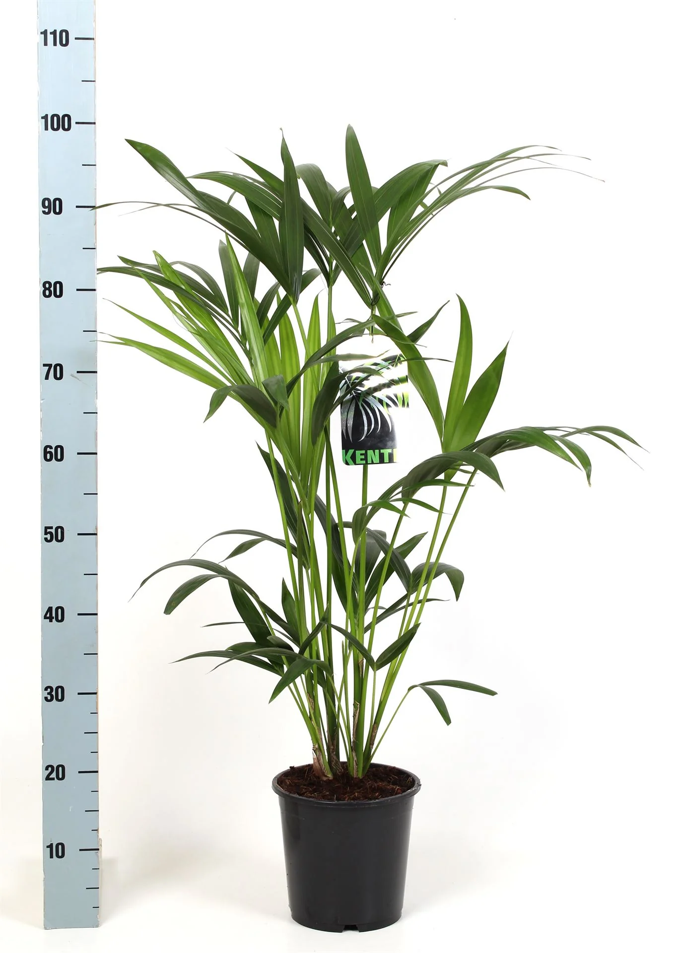 House Plants - Howea Forsteriana - Kentia Palm - Image 6