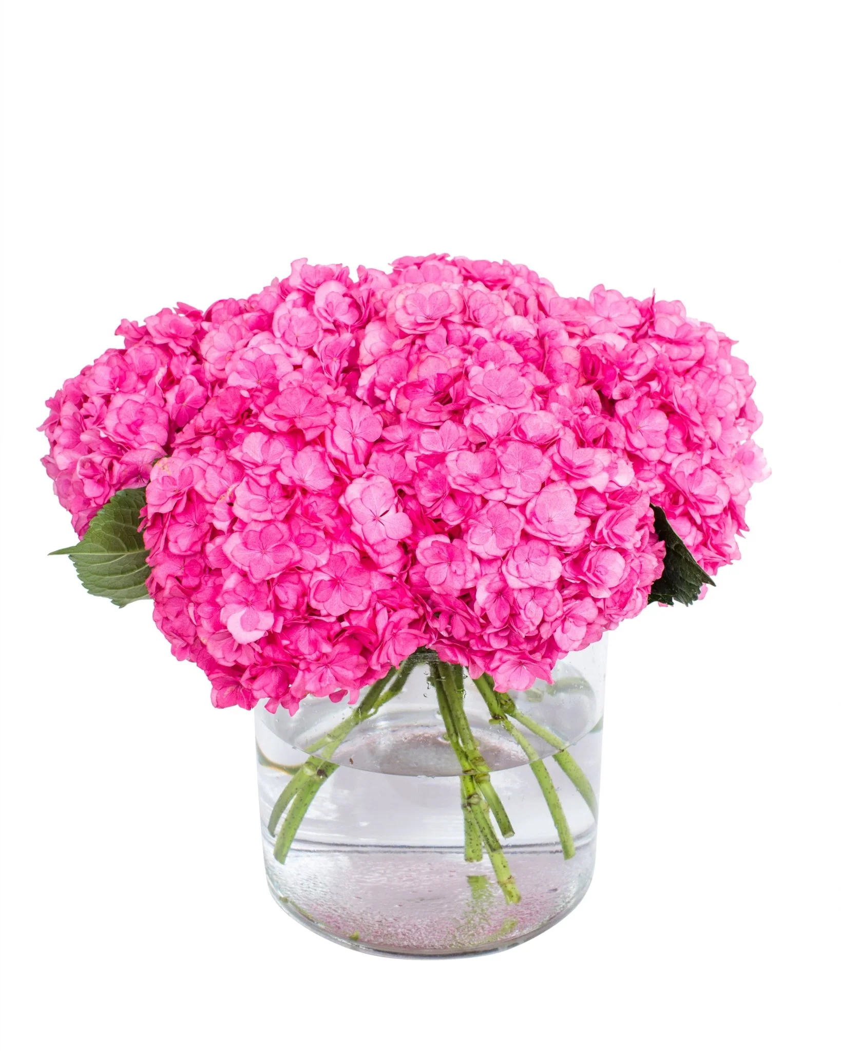 Hydrangea - Bright Pink - Image 2