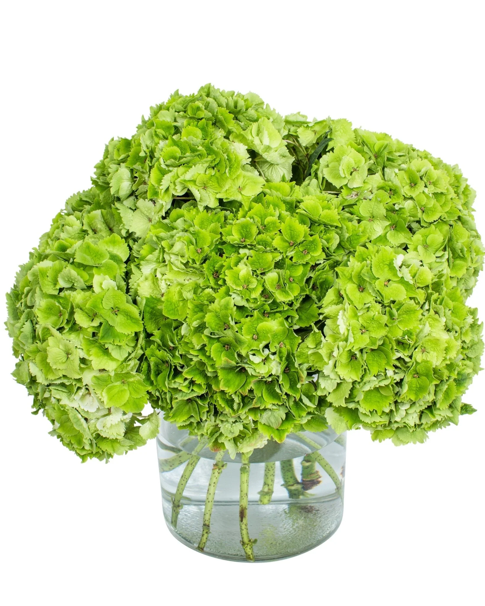 Good Luck Flowers