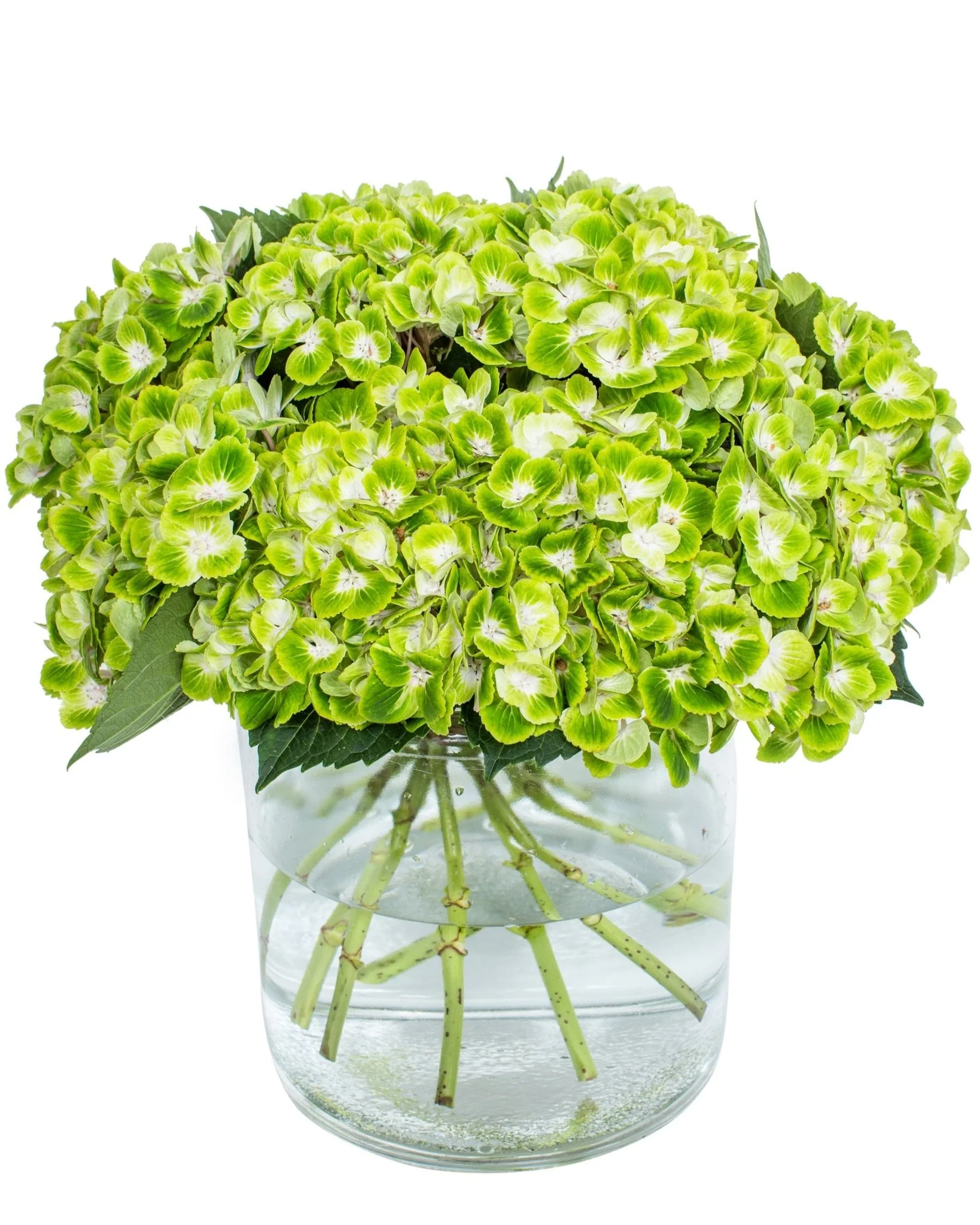 Hydrangea - Green - Image 2