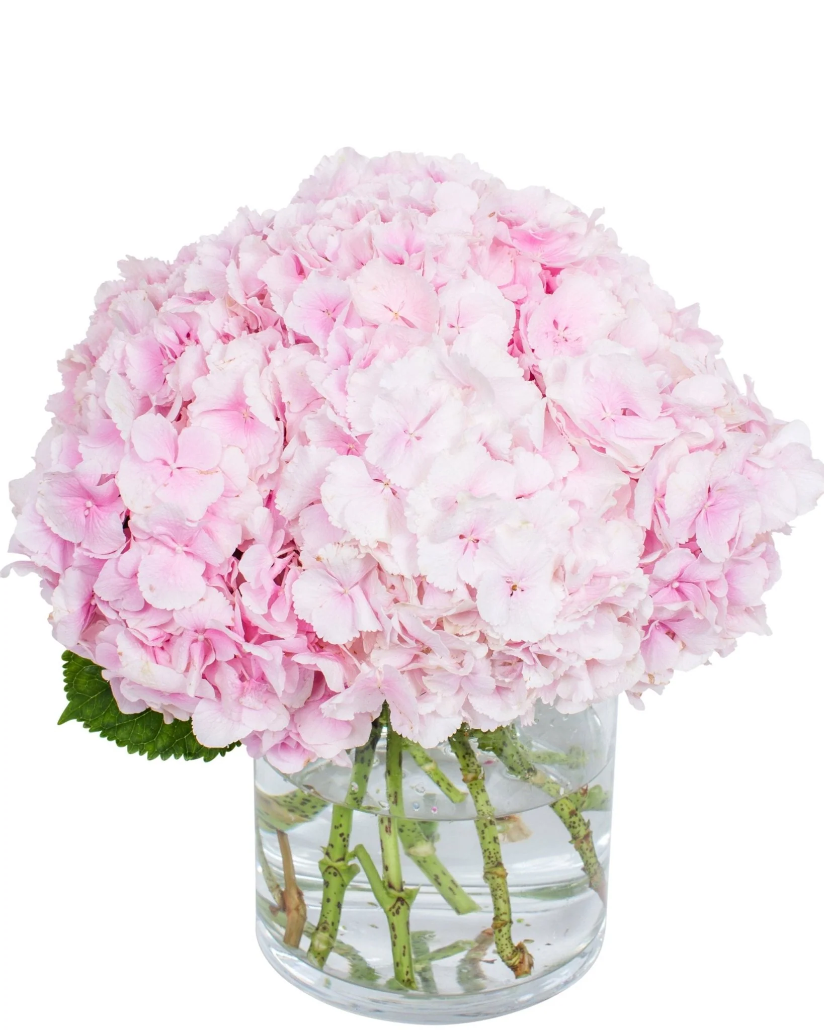 Hydrangea - Light Pink - Image 2