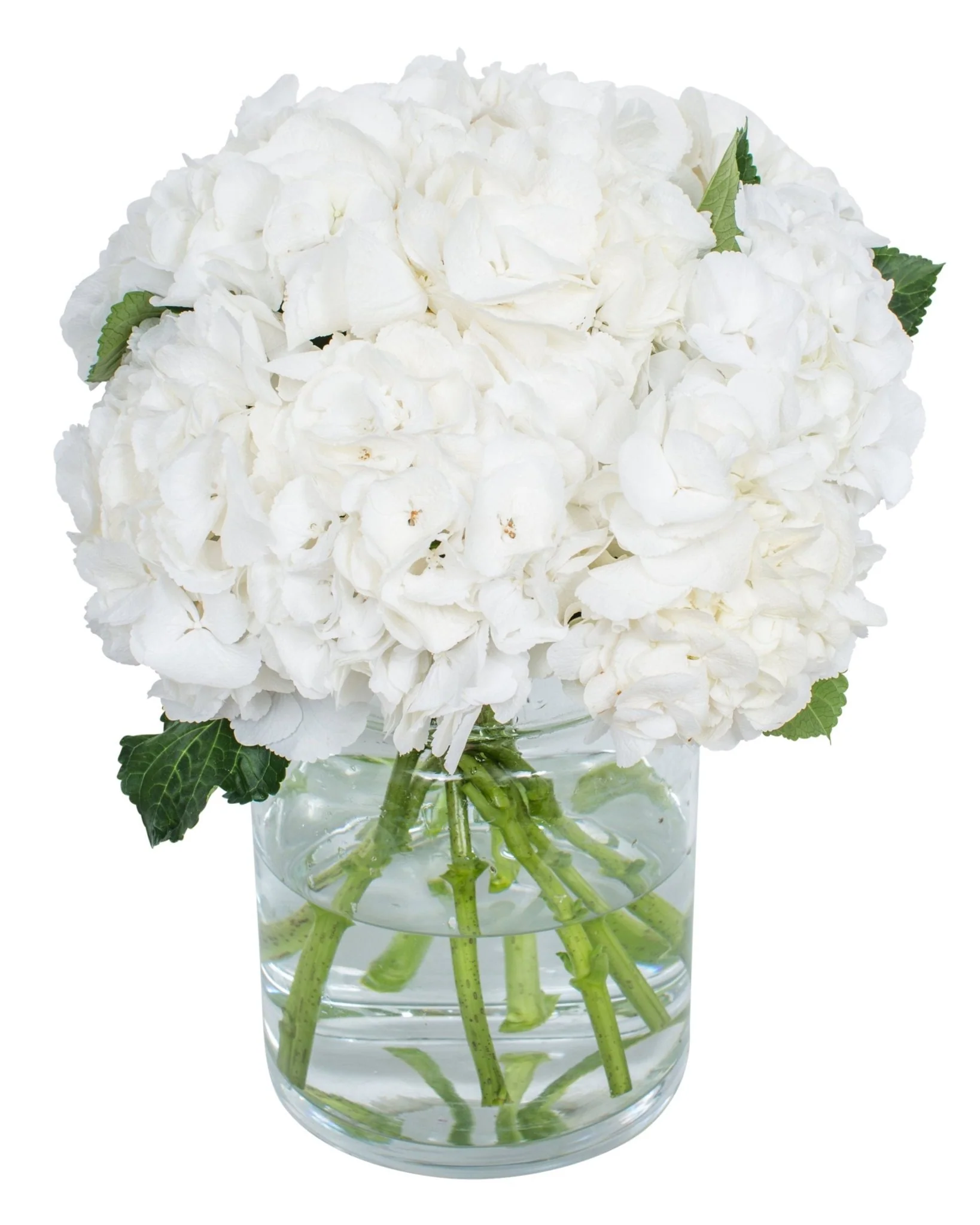 Hydrangea - White