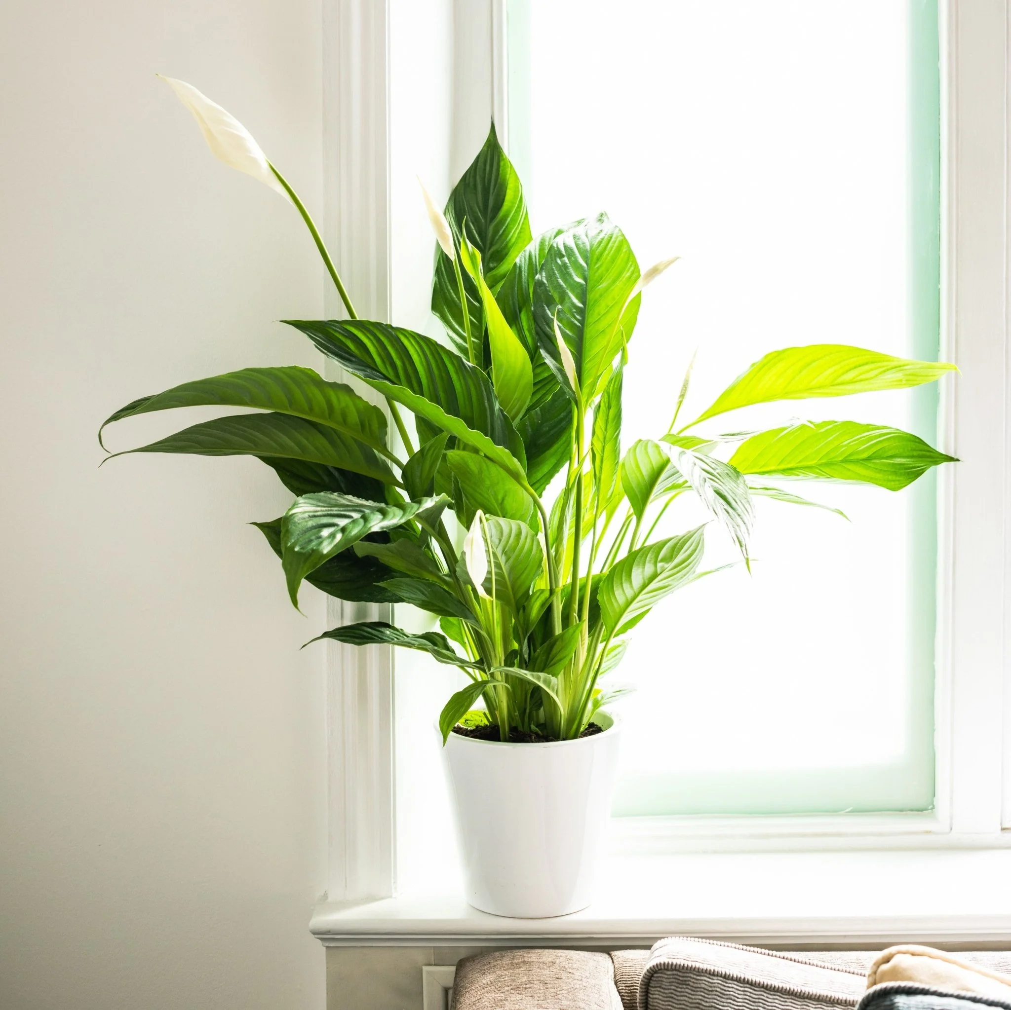 Indoor Plant Subscriptions - 12 Months - Image 2