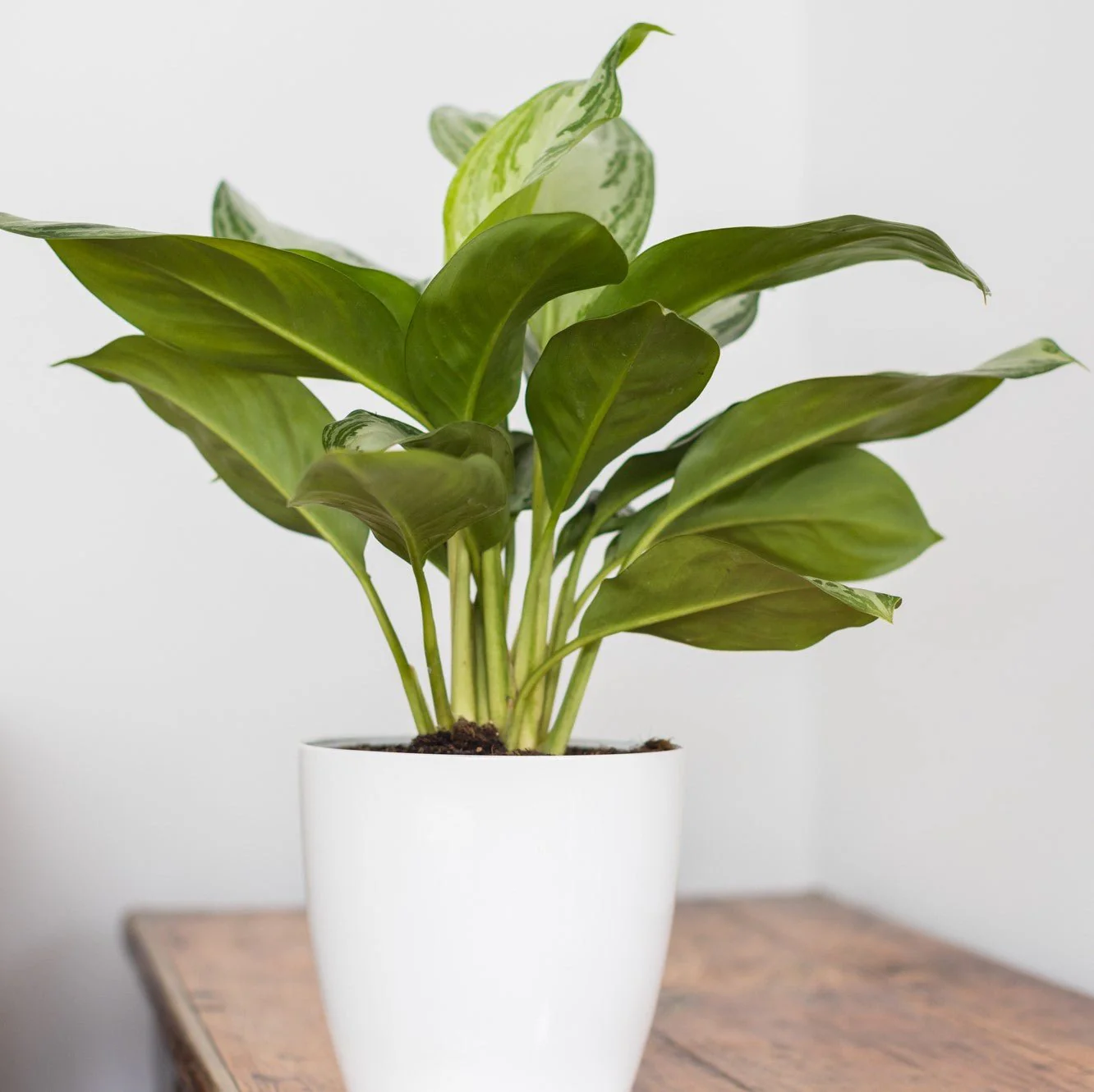 Indoor Plant Subscriptions - 12 Months - Image 6