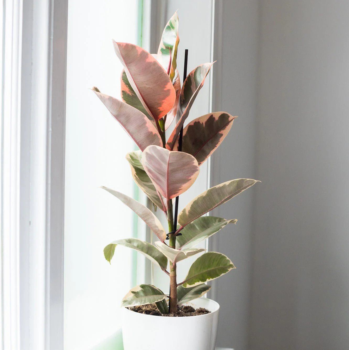 Indoor Plant Subscriptions - 12 Months - Image 7