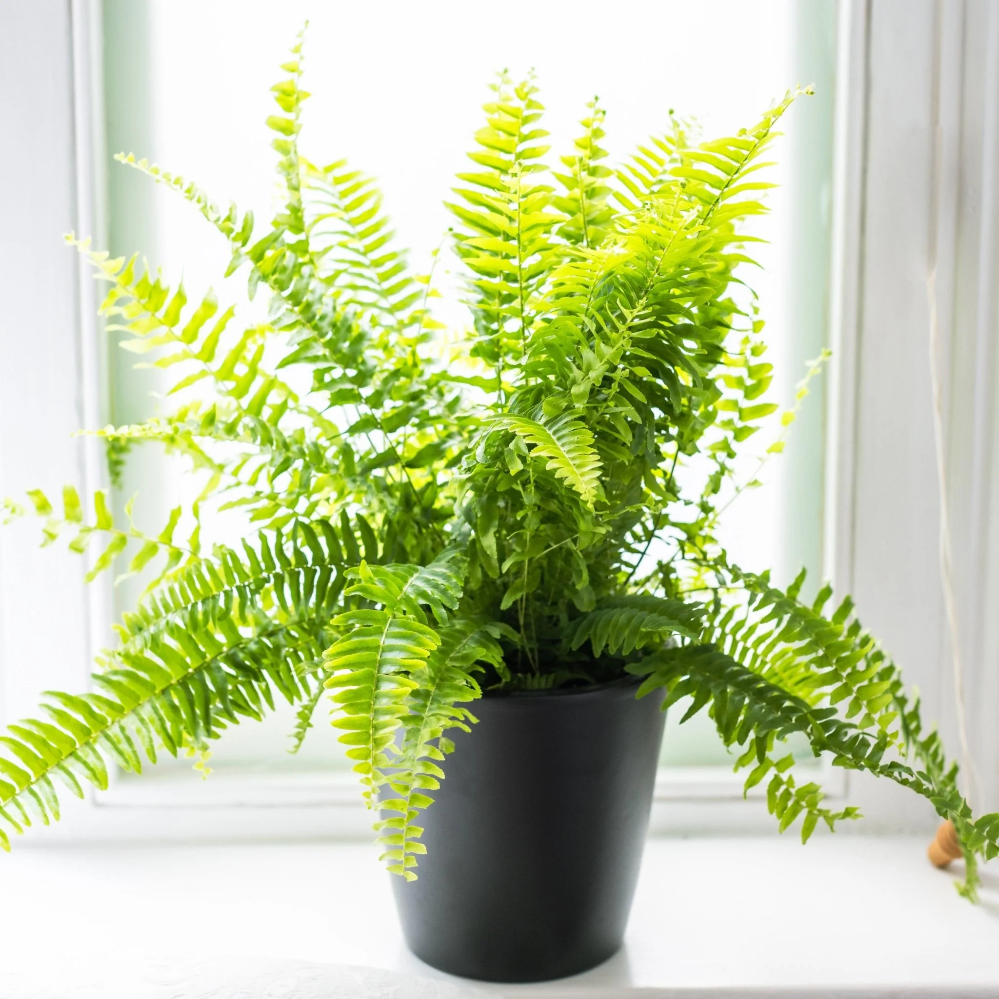 Indoor Plant Subscriptions - 3 Months - Image 2