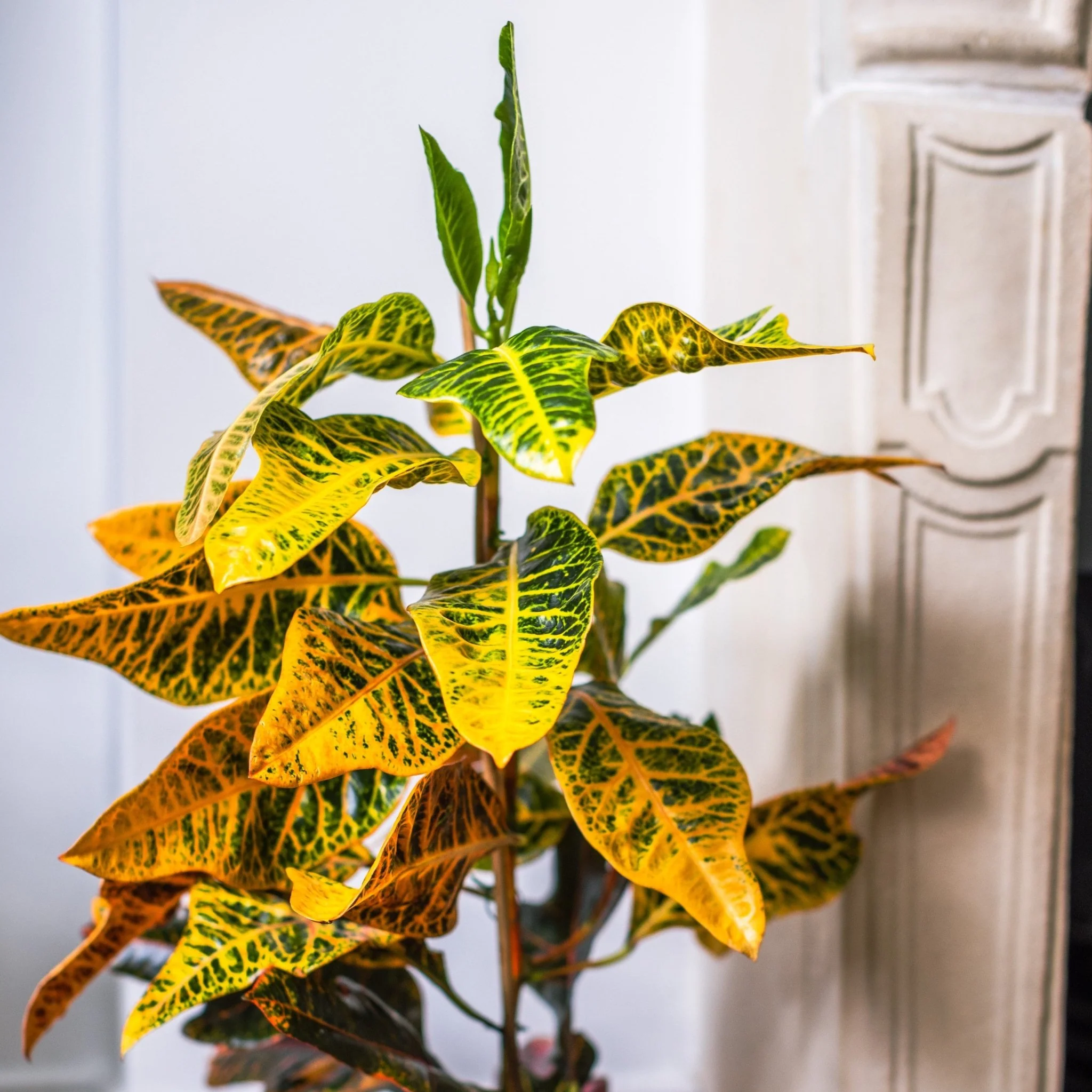 Indoor Plant Subscriptions - 3 Months - Image 4