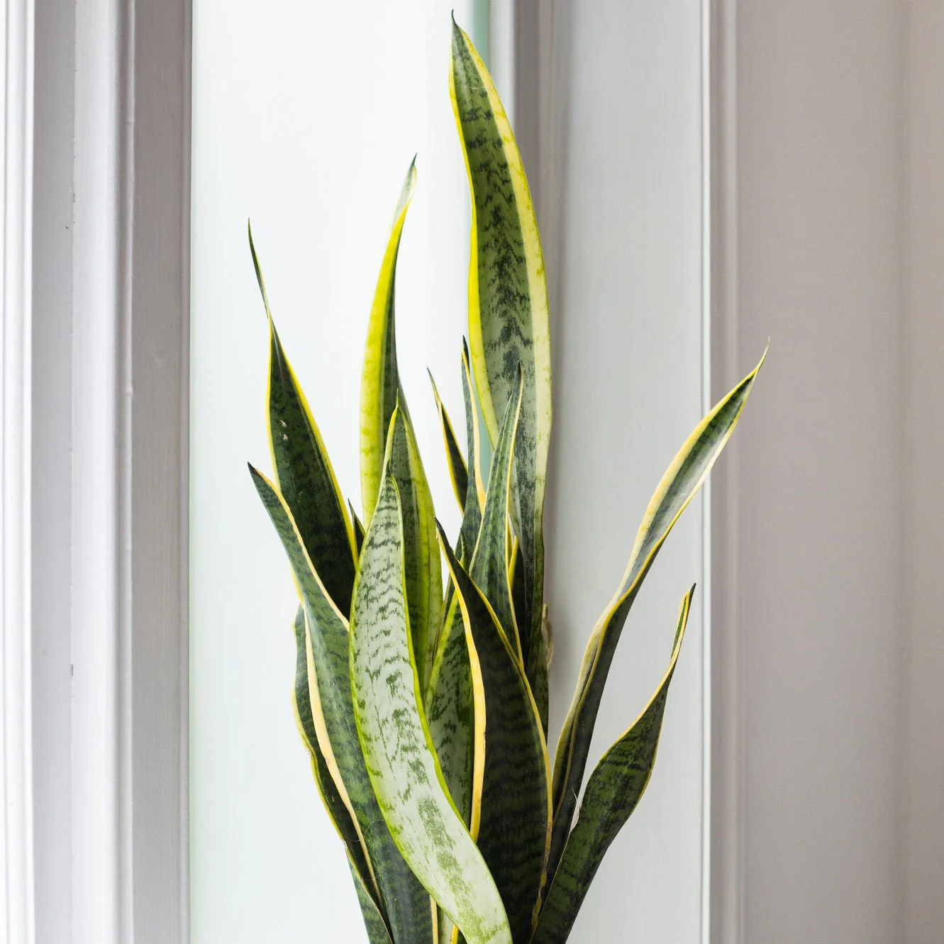 Indoor Plant Subscriptions - 3 Months - Image 5