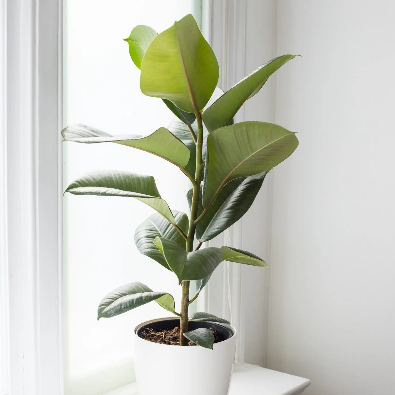 Indoor Plant Subscriptions - 3 Months - Image 6