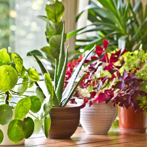 Indoor Plant Subscriptions - Ongoing - Image 4
