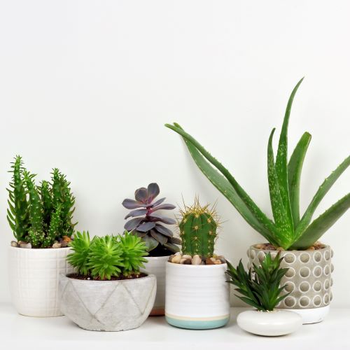 Indoor Plant Subscriptions - Ongoing - Image 6