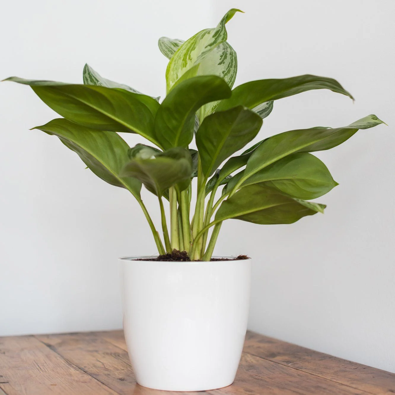 Indoor Plant Subscriptions - 6 Months - Image 2