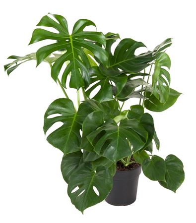House Plants - Monstera Deliciosa - Swiss Cheese Plant - Image 10