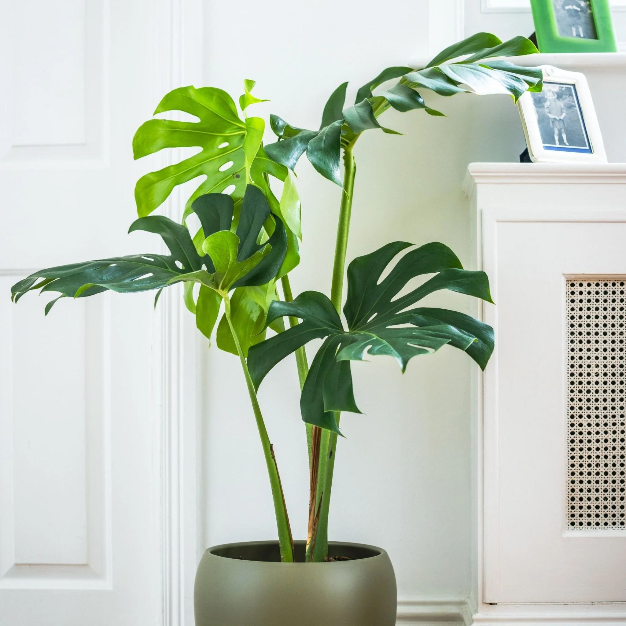 House Plants - Monstera Deliciosa - Swiss Cheese Plant - Image 3